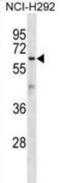 Atlastin GTPase 1 antibody, abx029073, Abbexa, Western Blot image 