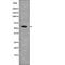 Aprataxin And PNKP Like Factor antibody, abx148234, Abbexa, Western Blot image 