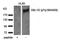 Phospholipase C Gamma 2 antibody, orb6042, Biorbyt, Western Blot image 