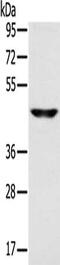 Solute Carrier Family 16 Member 8 antibody, CSB-PA444301, Cusabio, Western Blot image 
