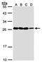 Hematological and neurological expressed 1 protein antibody, TA308121, Origene, Western Blot image 