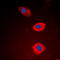 5'-Nucleotidase, Cytosolic IB antibody, LS-C354230, Lifespan Biosciences, Immunofluorescence image 