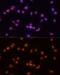 Pre-mRNA-processing-splicing factor 8 antibody, GTX65909, GeneTex, Immunocytochemistry image 