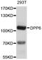 Dipeptidyl Peptidase Like 6 antibody, abx125781, Abbexa, Western Blot image 