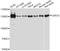 Ubiquitin Specific Peptidase 25 antibody, LS-C747683, Lifespan Biosciences, Western Blot image 