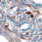 Jagged Canonical Notch Ligand 1 antibody, AF1277, R&D Systems, Immunohistochemistry paraffin image 