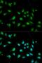 CDw293 antibody, LS-B12897, Lifespan Biosciences, Immunofluorescence image 