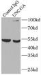 Unc-45 Myosin Chaperone A antibody, FNab09257, FineTest, Immunoprecipitation image 