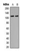 Catenin Delta 1 antibody, orb393262, Biorbyt, Western Blot image 