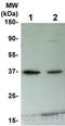 p42-MAPK antibody, TA354378, Origene, Western Blot image 