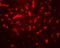 Adenylate Kinase 6 antibody, A05319, Boster Biological Technology, Immunofluorescence image 