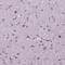 Phosphorylated adapter RNA export protein antibody, NBP2-48821, Novus Biologicals, Immunohistochemistry frozen image 