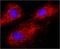Calnexin antibody, NB300-518, Novus Biologicals, Immunocytochemistry image 