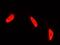 Polypyrimidine Tract Binding Protein 1 antibody, GTX02176, GeneTex, Immunofluorescence image 