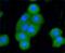 BAK1 antibody, NBP2-67460, Novus Biologicals, Immunofluorescence image 