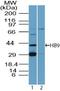 Motor neuron and pancreas homeobox protein 1 antibody, TA337035, Origene, Western Blot image 