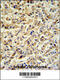 Prolargin antibody, 62-389, ProSci, Immunohistochemistry paraffin image 