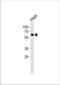 Estrogen-related receptor gamma antibody, TA324999, Origene, Western Blot image 