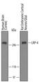 LDL Receptor Related Protein 4 antibody, PA5-47795, Invitrogen Antibodies, Western Blot image 
