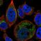 Graves disease carrier protein antibody, HPA036243, Atlas Antibodies, Immunofluorescence image 