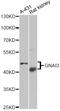 G Protein Subunit Alpha I3 antibody, STJ29871, St John