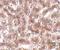 CUE Domain Containing 1 antibody, A17855, Boster Biological Technology, Immunohistochemistry frozen image 