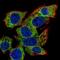 Chromosome 22 Open Reading Frame 39 antibody, NBP2-58003, Novus Biologicals, Immunofluorescence image 
