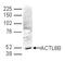 Actin Like 6B antibody, TA347076, Origene, Western Blot image 