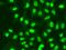 Replication factor C subunit 1 antibody, orb48524, Biorbyt, Immunocytochemistry image 