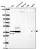 Sarcoglycan Epsilon antibody, HPA074790, Atlas Antibodies, Western Blot image 