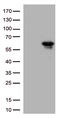 Kruppel Like Factor 5 antibody, CF811879, Origene, Western Blot image 