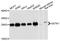 Glutathione S-transferase kappa 1 antibody, A06112, Boster Biological Technology, Western Blot image 