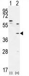 Homeobox protein TGIF1 antibody, AP54234PU-N, Origene, Western Blot image 