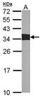 CRK Proto-Oncogene, Adaptor Protein antibody, PA5-27293, Invitrogen Antibodies, Western Blot image 
