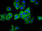 Plexin C1 antibody, LS-C681082, Lifespan Biosciences, Immunofluorescence image 