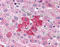 G Protein-Coupled Receptor 153 antibody, TA340438, Origene, Immunohistochemistry paraffin image 