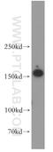 RPGRIP1 Like antibody, 55160-1-AP, Proteintech Group, Western Blot image 