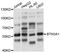 Butyrophilin subfamily 3 member A1 antibody, STJ112326, St John