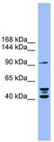 Autotaxin antibody, TA335975, Origene, Western Blot image 