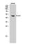 Arrestin domain-containing protein 1 antibody, A16232, Boster Biological Technology, Western Blot image 