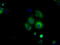 Nucleoside diphosphate kinase, mitochondrial antibody, TA501112, Origene, Immunofluorescence image 