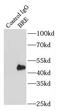 BRCA1-A complex subunit BRE antibody, FNab00953, FineTest, Immunoprecipitation image 
