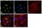 V(D)J recombination-activating protein 2 antibody, PA5-22048, Invitrogen Antibodies, Immunofluorescence image 