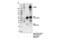 Protein GREB1 antibody, 65171S, Cell Signaling Technology, Immunoprecipitation image 