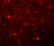Sushi Repeat Containing Protein X-Linked antibody, 5473, ProSci, Immunofluorescence image 