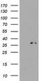 UNG1 antibody, CF503534, Origene, Western Blot image 