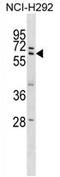 Zinc Finger Protein 350 antibody, AP54693PU-N, Origene, Western Blot image 