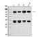 Cell division cycle protein 27 homolog antibody, A03905-3, Boster Biological Technology, Western Blot image 