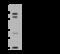Integrin alpha-4 antibody, 100477-T32, Sino Biological, Western Blot image 