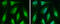 Cell Division Cycle 6 antibody, GTX108979, GeneTex, Immunofluorescence image 